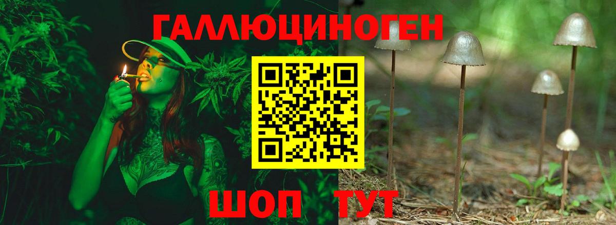 Псилоцибиновые грибы Psilocybe Тайшет